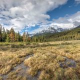 Wetlands | Jasper National Park